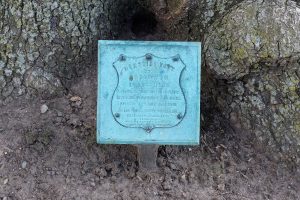 Plaque of the memorial tree commemorating Library employees fallen during WWI. Photo by Shwn Miller. 