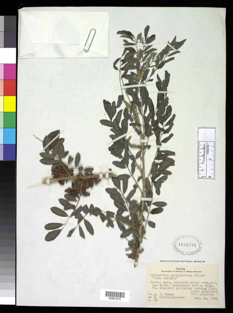 Indigofera suffruticosa leaves from Rio Pulpitillo, Mexico. From the Smithsonian Insttitution Botanical Collections